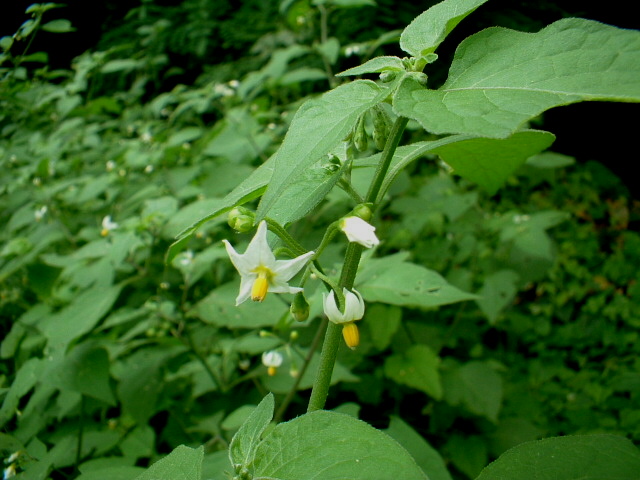 Solanum nigrum